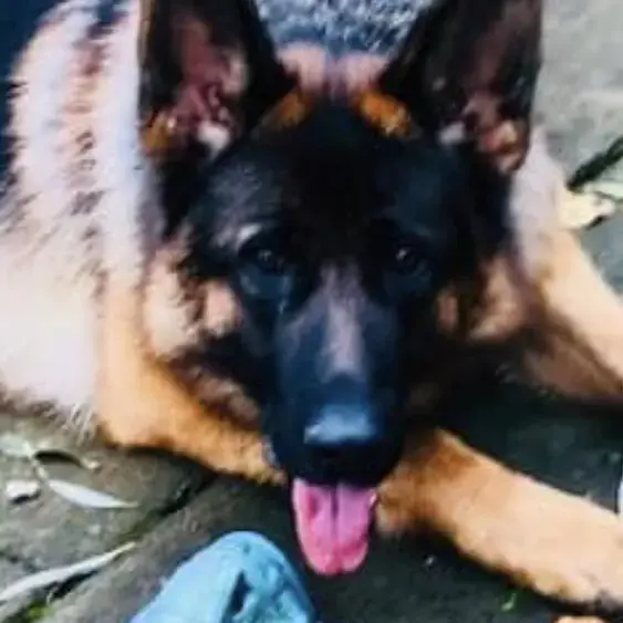 German Shepherd Dog
