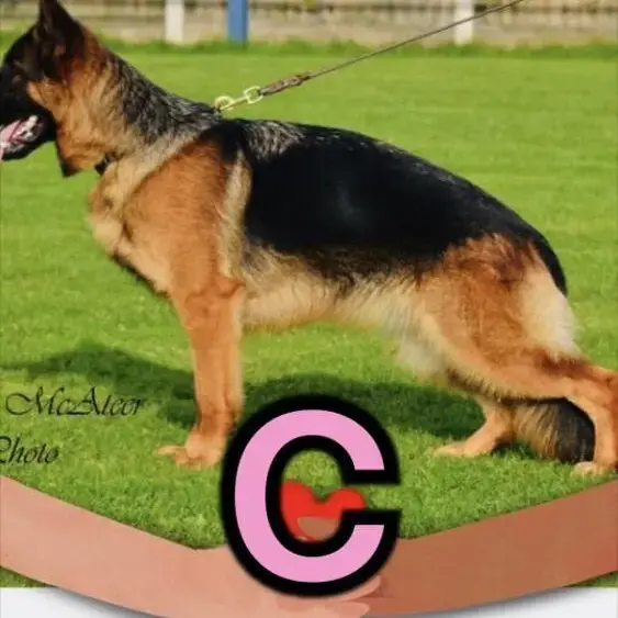 German Shepherd Dog