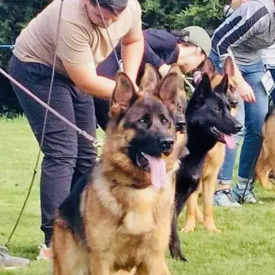 German Shepherd Dog