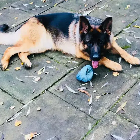 German Shepherd Dog