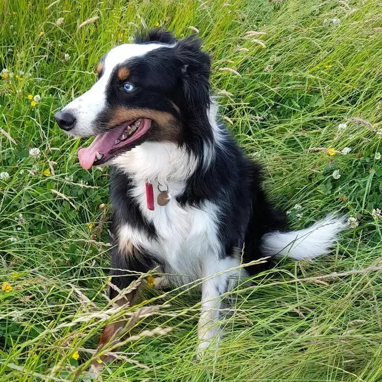 Border Collie