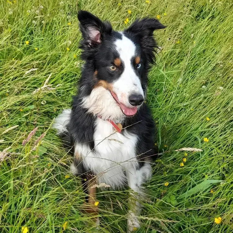 Border Collie