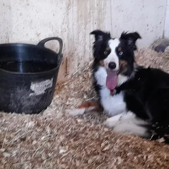 Border Collie