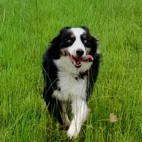 Border Collie