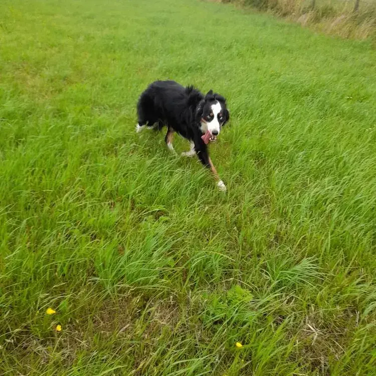 Border Collie