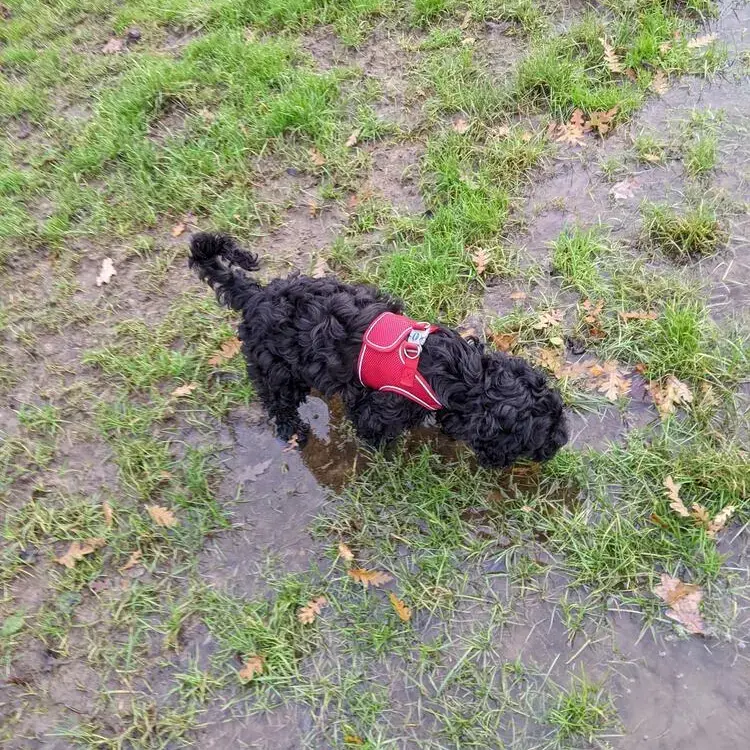 Cockapoo
