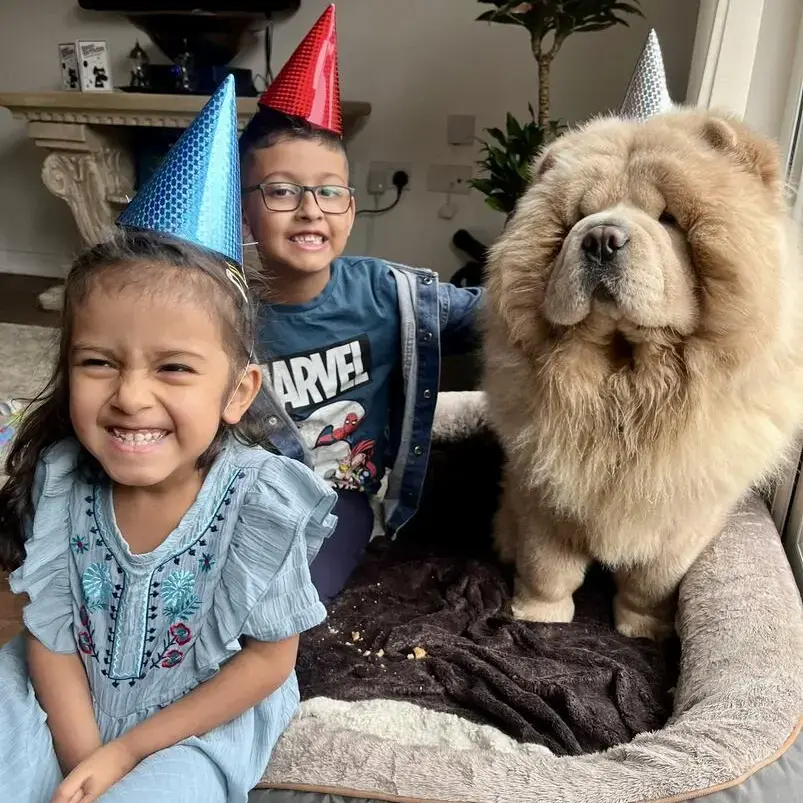Chow Chow