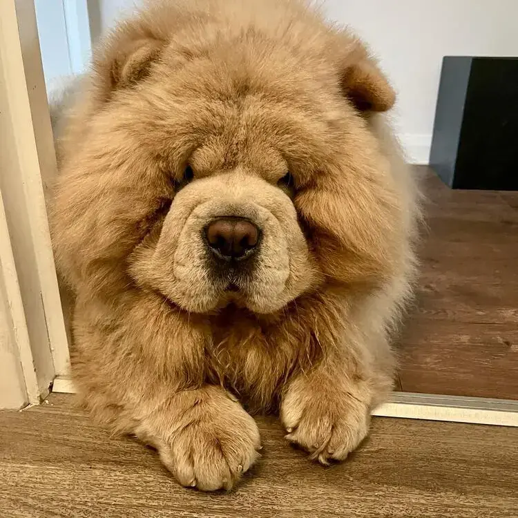 Chow Chow