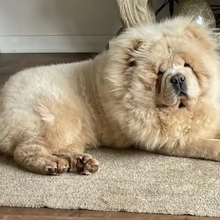 Chow Chow