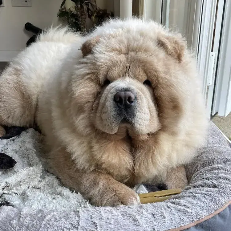 Chow Chow