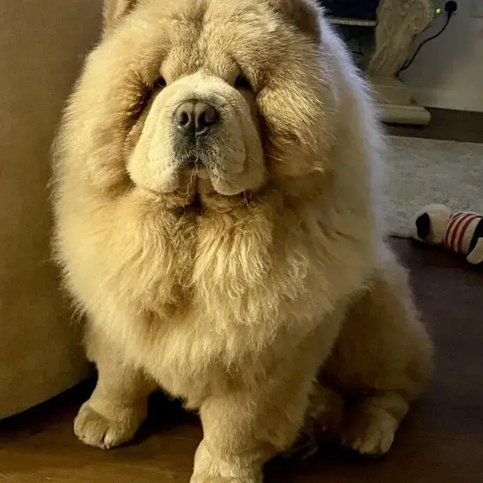 Chow Chow