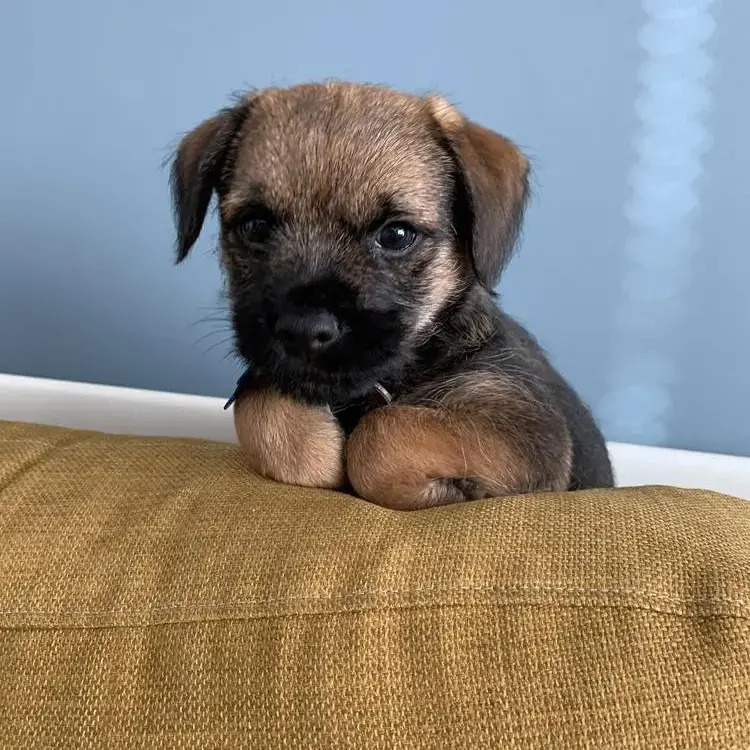 Border Terrier