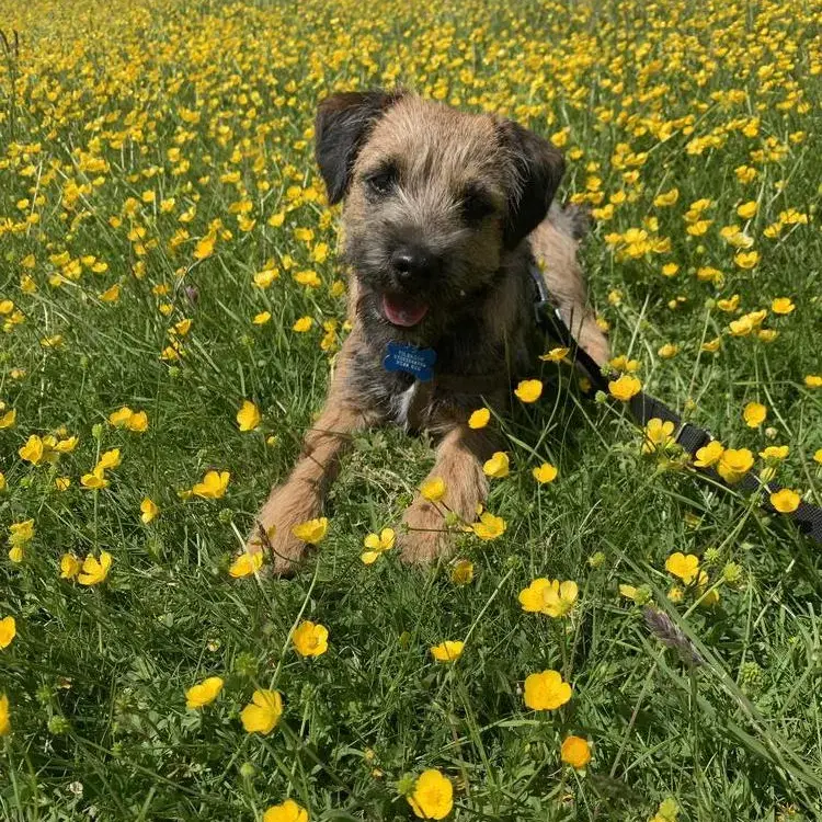 Border Terrier