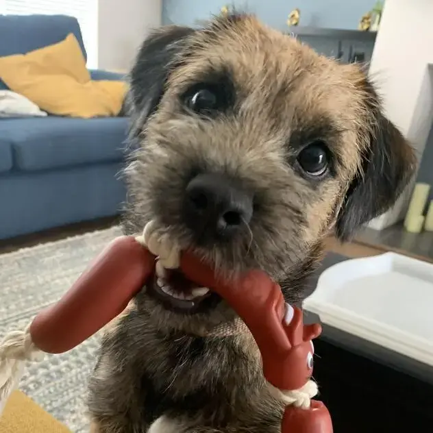 Border Terrier