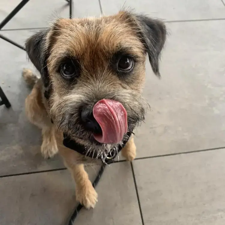 Border Terrier