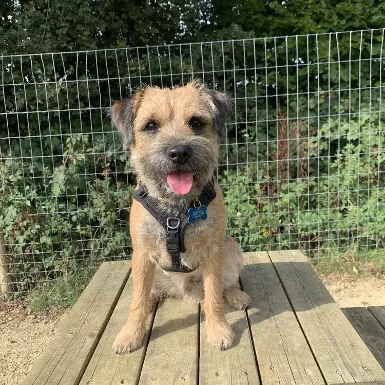 Border Terrier