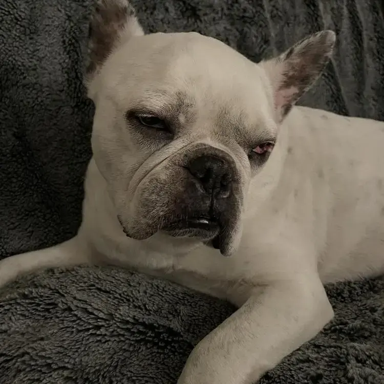 French Bulldog