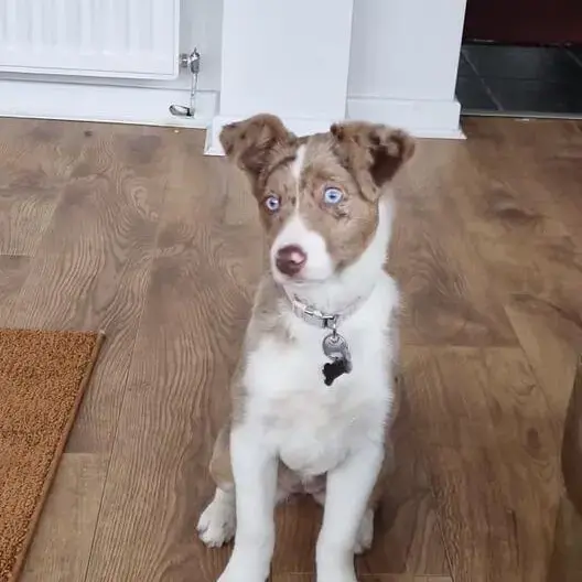 Border Collie