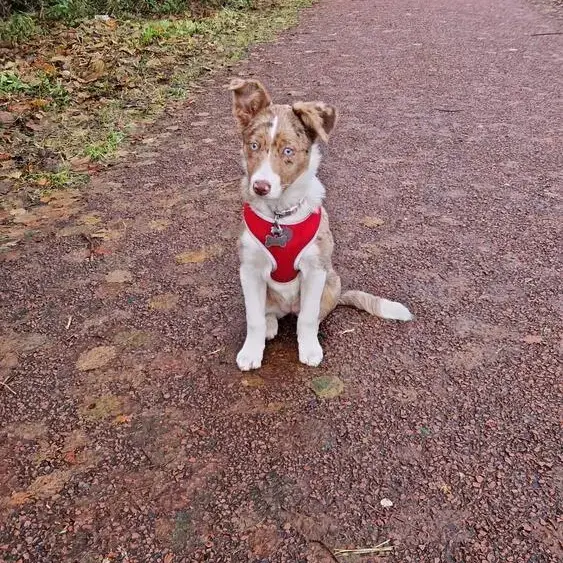 Border Collie