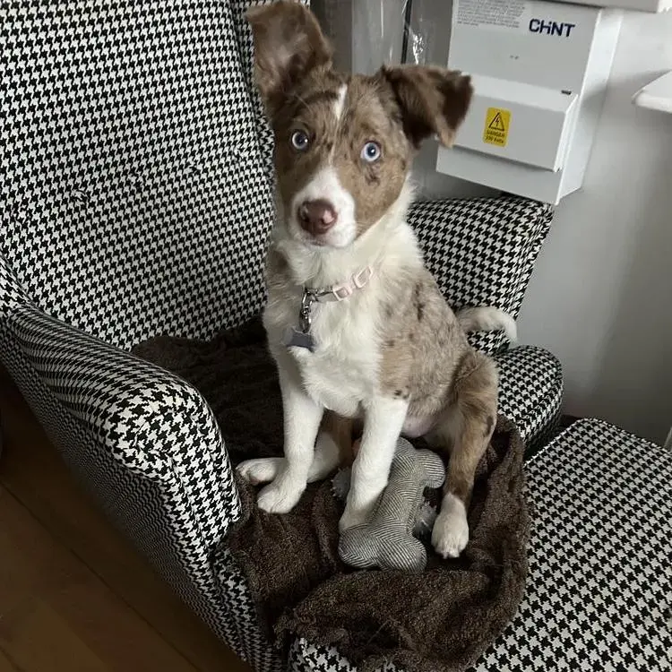Border Collie