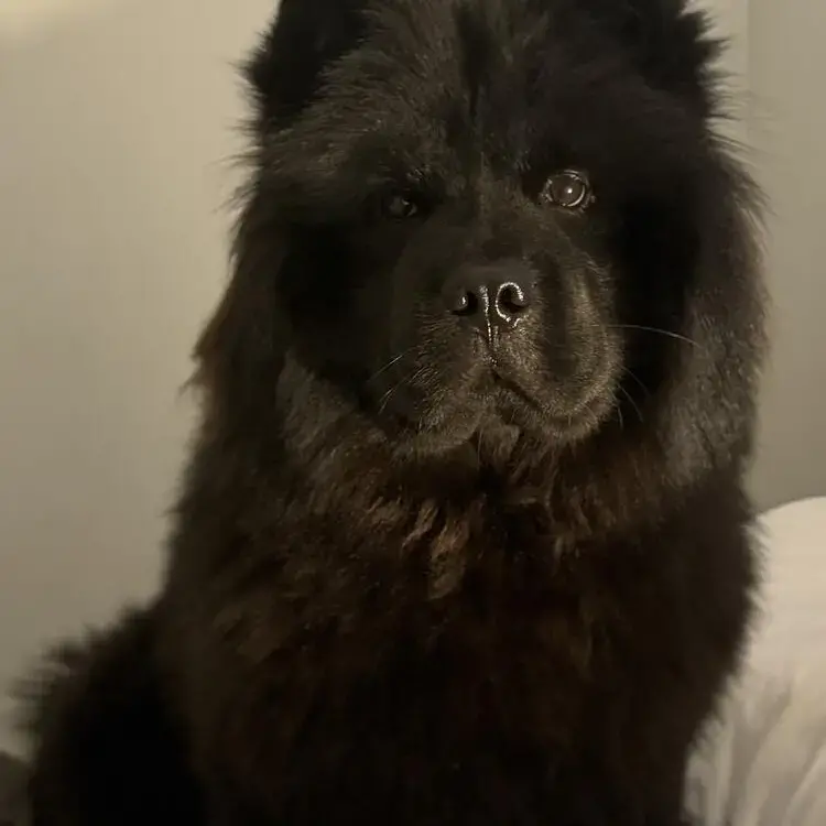 Chow Chow