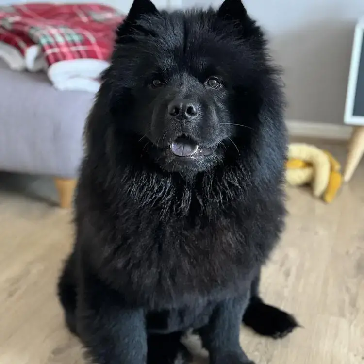 Chow Chow