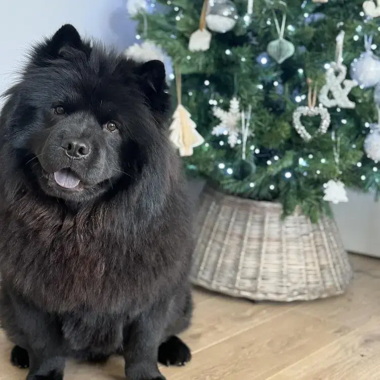 Chow Chow