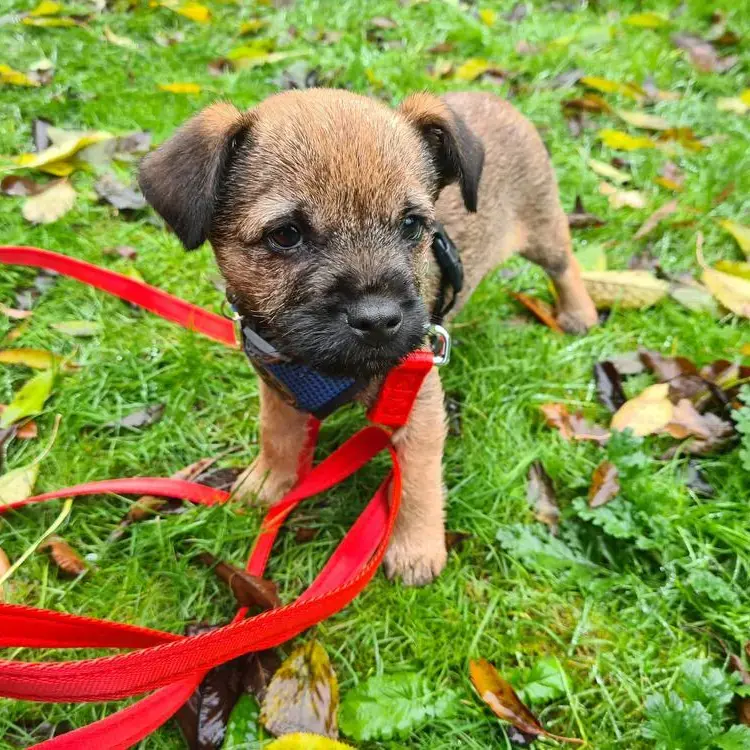 Border Terrier