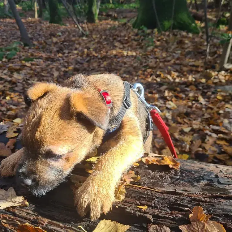 Border Terrier