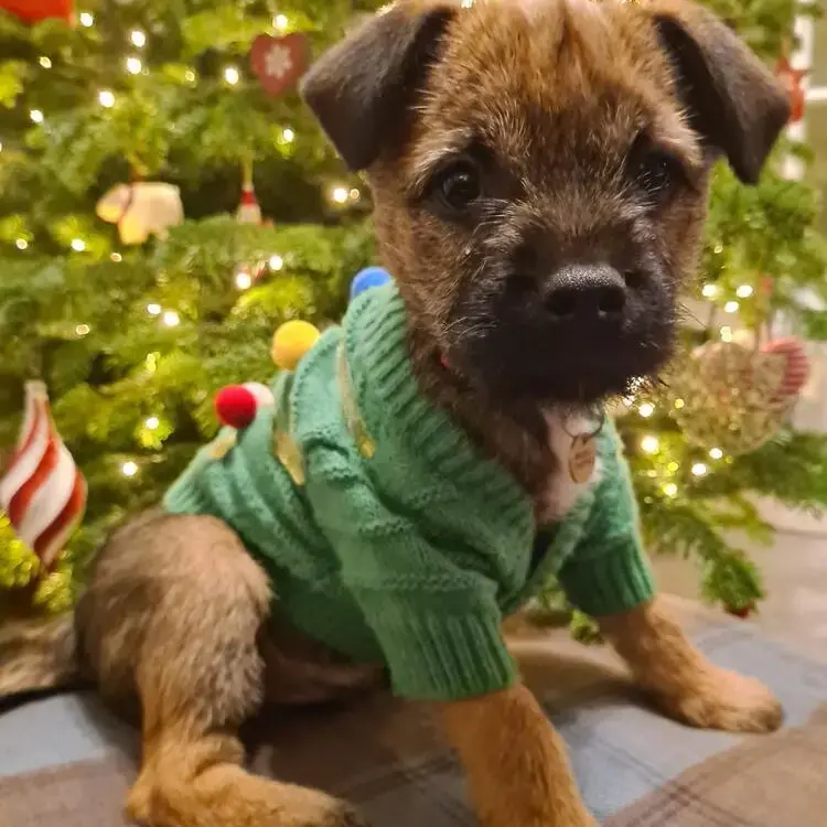 Border Terrier
