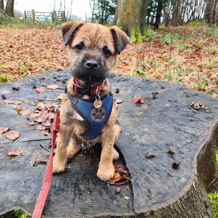 Border Terrier