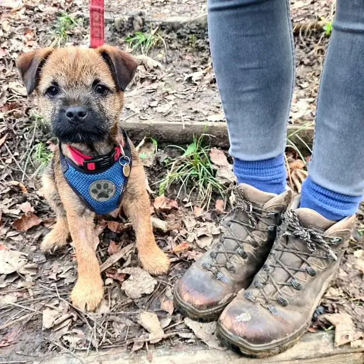 Border Terrier