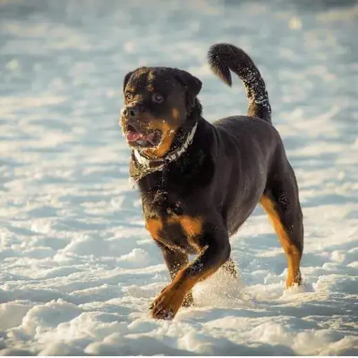 Rottweiler