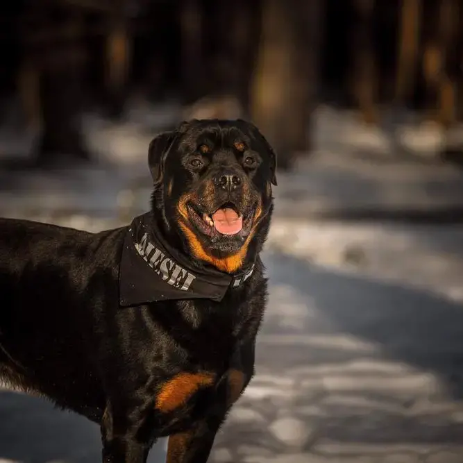 Rottweiler
