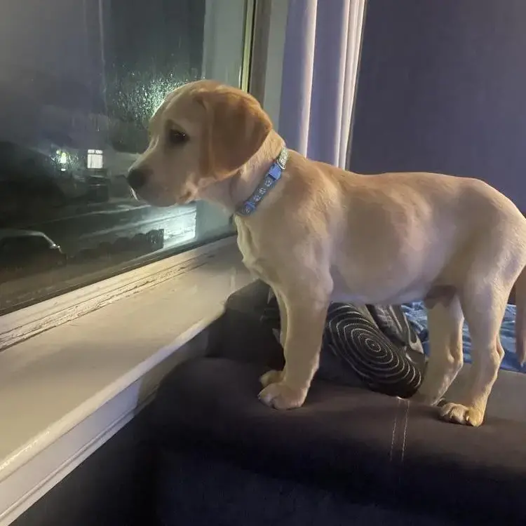 Labrador Retriever