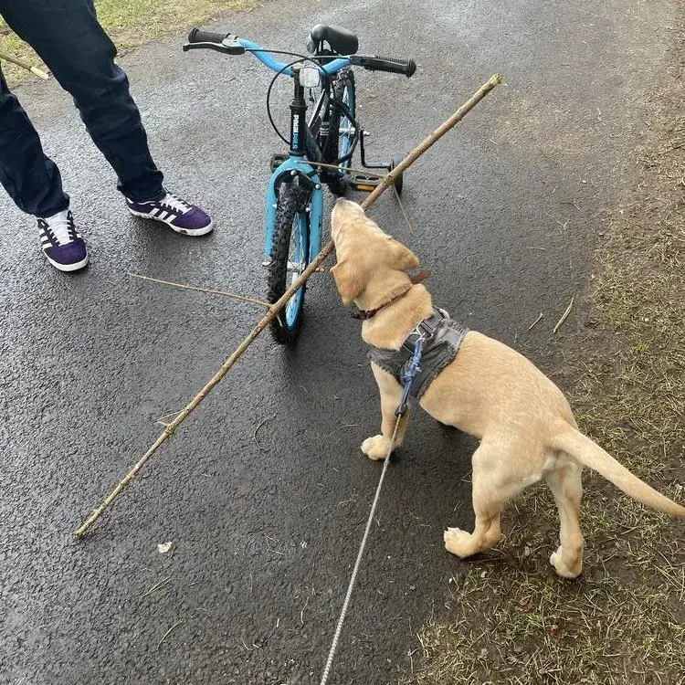 Labrador Retriever