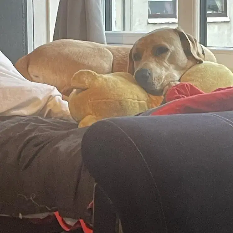 Labrador Retriever