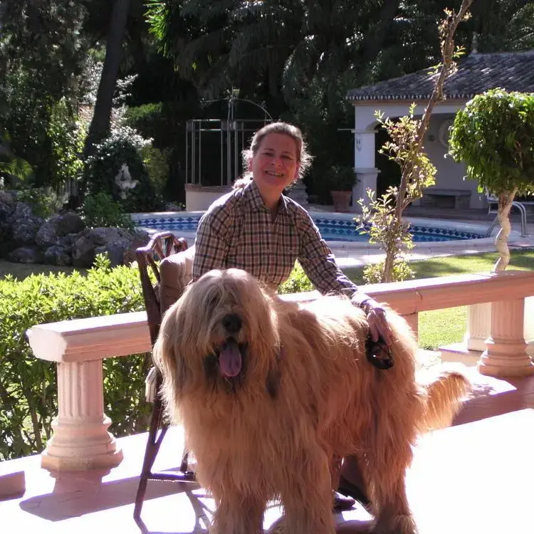 Briard
