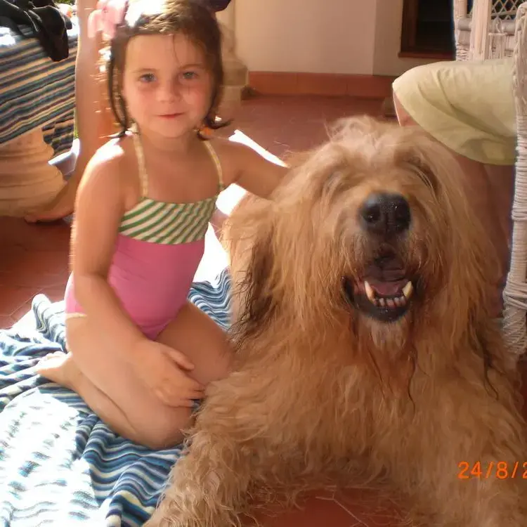 Briard