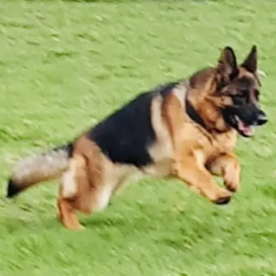 German Shepherd Dog