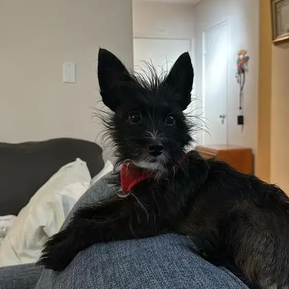 Poodle (Miniature)