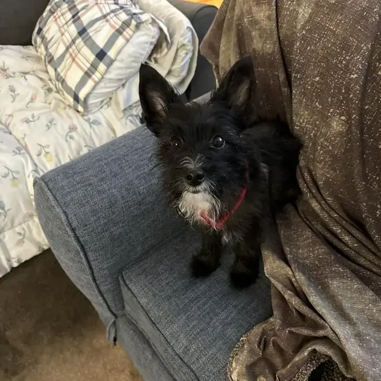 Poodle (Miniature)