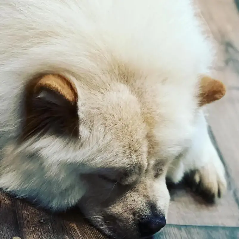 Chow Chow