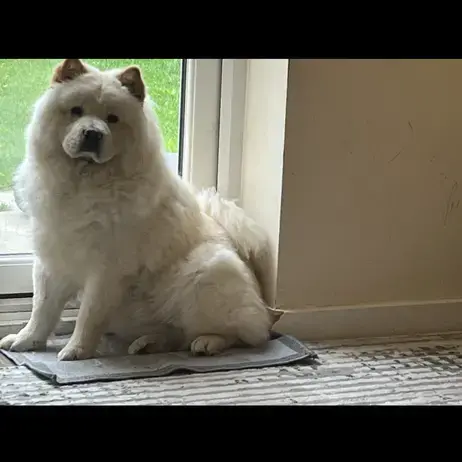 Chow Chow