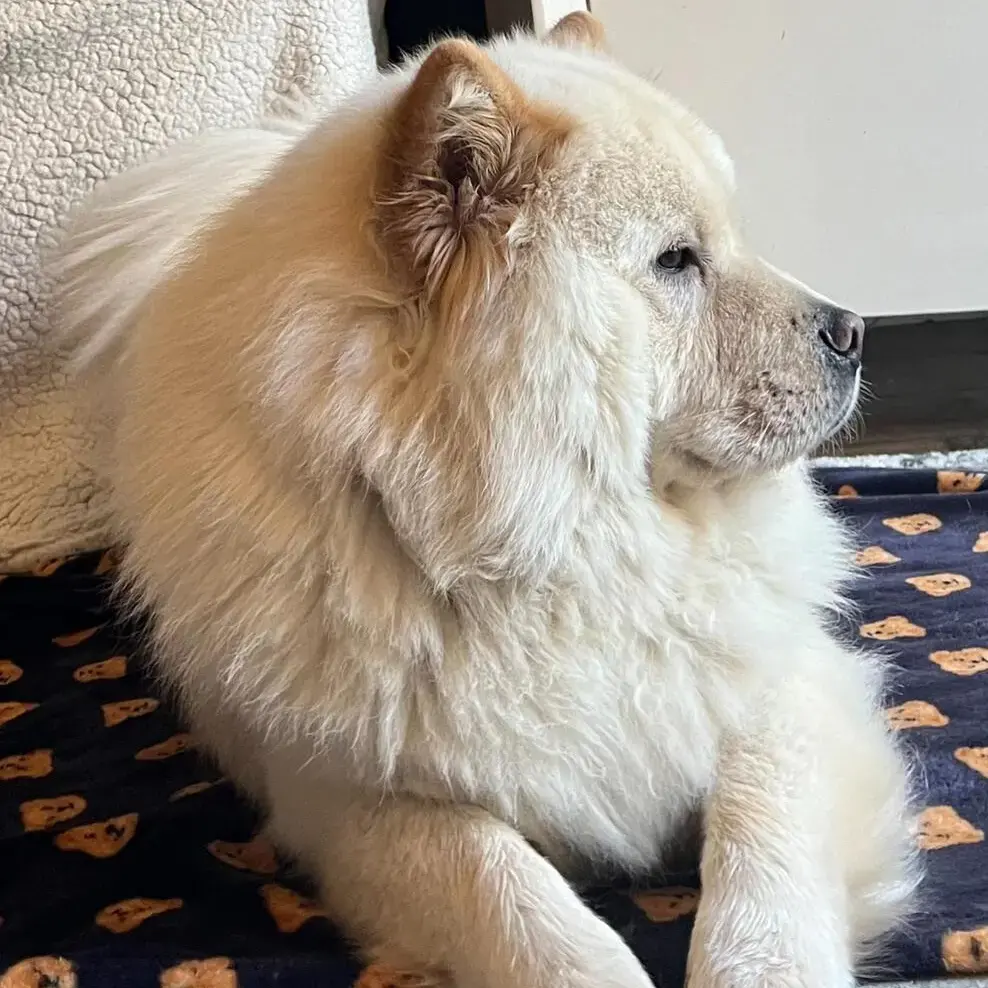 Chow Chow