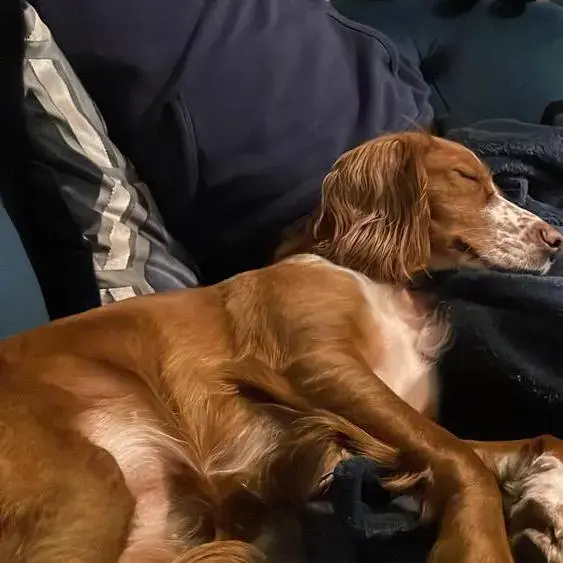 Cocker Spaniel (English)