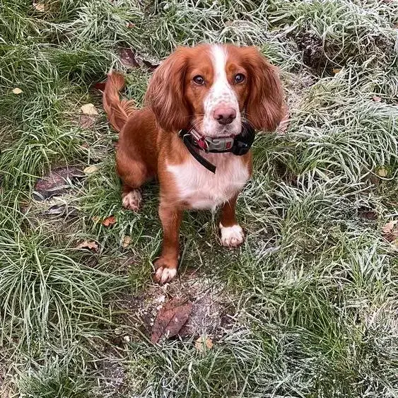 Cocker Spaniel (English)