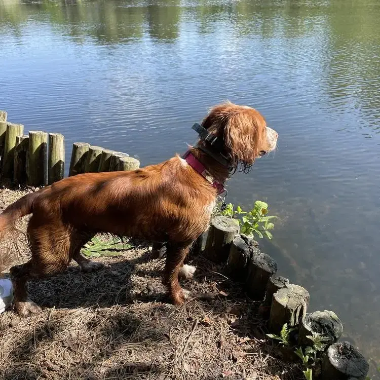Cocker Spaniel (English)