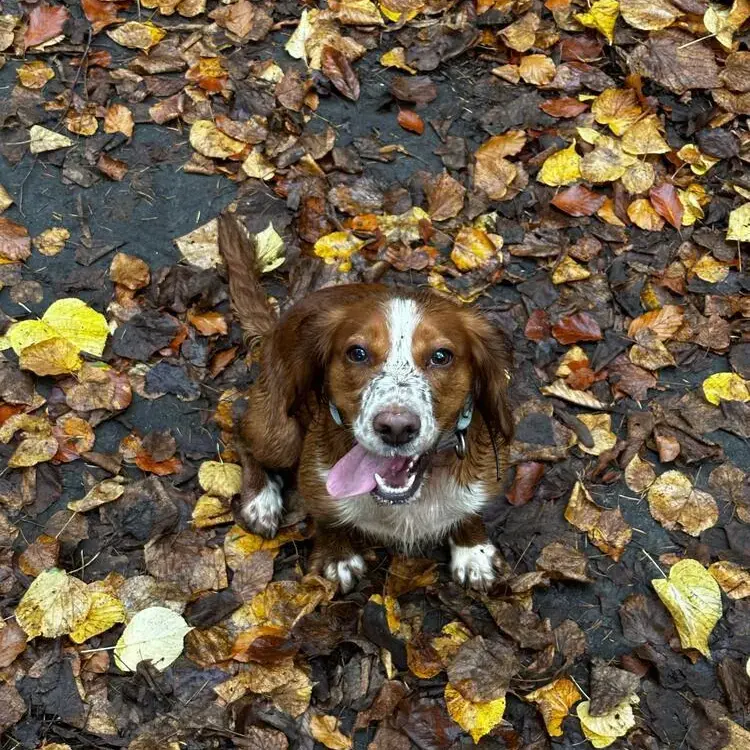 Cocker Spaniel (English)