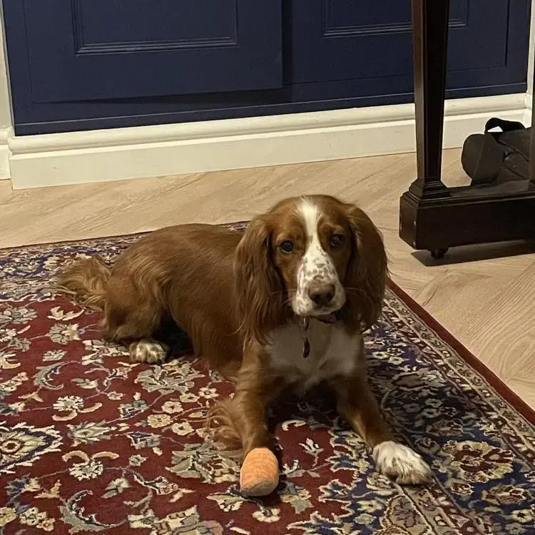 Cocker Spaniel (English)